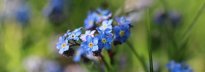 Bl&uuml;hende Vergiss-mein-nicht Bl&uuml;mchen als Banner