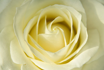 Blooming bud of light yellow rose close up
