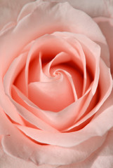 Fototapeta na wymiar Bud of pink rose close up
