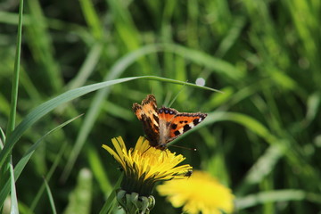 Small Tortoiseshell Butterfly resting on a Dandelion plant 