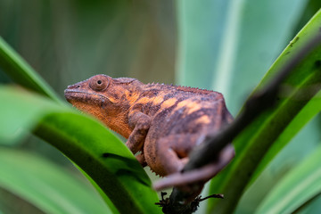 Cameleon © Dominik