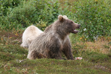 Fototapeta premium wild grizzly (ursus arctos horribilis) strolling around at kenai, alaska