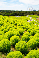 Summer cypress field in Hitachi seaside park