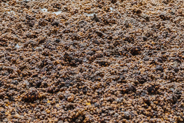 Luwak coffee, unclean coffee beans,  Kopi luwak is coffee that includes part-digested coffee cherries eaten and defecated by the Asian palm civet at coffee drying yard in Dalat, Vietnam.