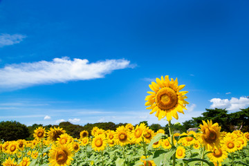 Sunflower garden in Hitachi seaside park