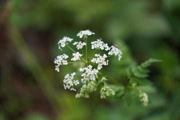 Wild Flower with Insects