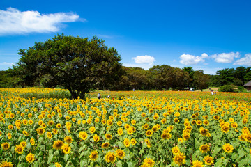 Fototapeta premium Sunflower garden in Hitachi seaside park