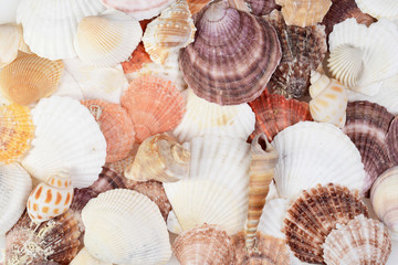 closeup of assorted seashells background