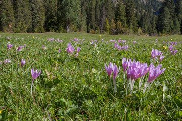 crocus in a wide green pasture in Dolomites in a sunny day