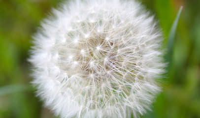 Pusteblume vom Löwenzahn aus der Nähe aufgenommen.