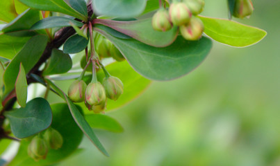 Sauerdorn oder Gewöhnliche Berberitze. Geschlossene Blüten auf Ast.