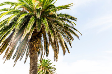 Fototapeta na wymiar Palm trees on beautiful summers day.