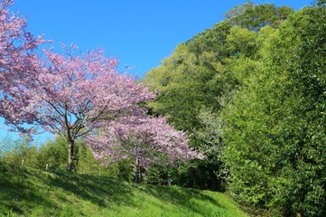 風景　桜　満開　緑　思川　杤木