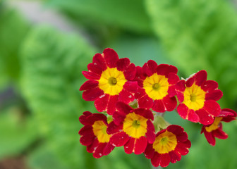 Red and yellow primula veris blooms against a blurred leafy background