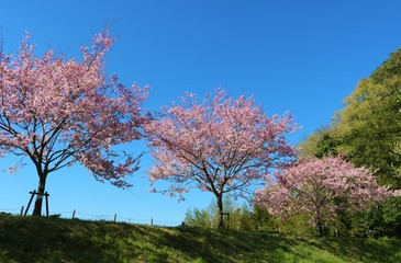 風景　桜　満開　緑　思川　杤木