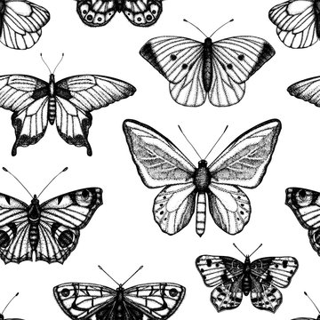 Vector seamless pattern of hand drawn black and white butterflies. Engraving retro illustration. Repeating background with realistic insect. Detailed graphic drawing in vintage style