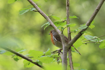 robin red breast