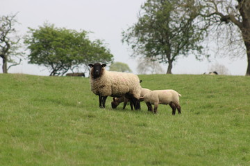 sheep in a field