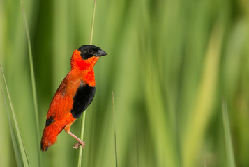 Northern Red Bishop