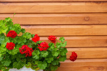 Blooming red geranium on a wall of wood