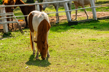 Naklejka premium Horse are eating grass