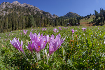 Obraz premium crocus in a wide green pasture in Dolomites in a sunny day