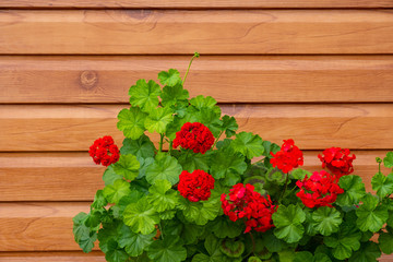 Blooming red geranium on a wall of wood
