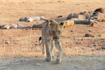 Lone lioness walking through dry brown grass hunt for food