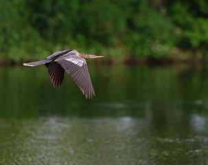 Anhinga flies over pond