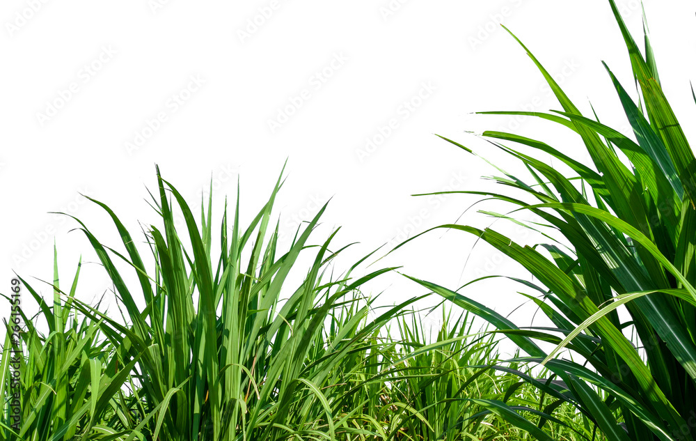 Poster sugar leaves on white background with clipping path