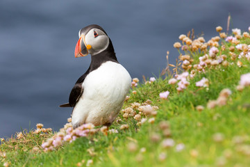 Puffin on Shetland Island resting in green grass and small white flowers