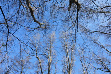 Under trees during winter