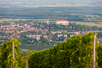 vineyards, Siklos castle, Hungary