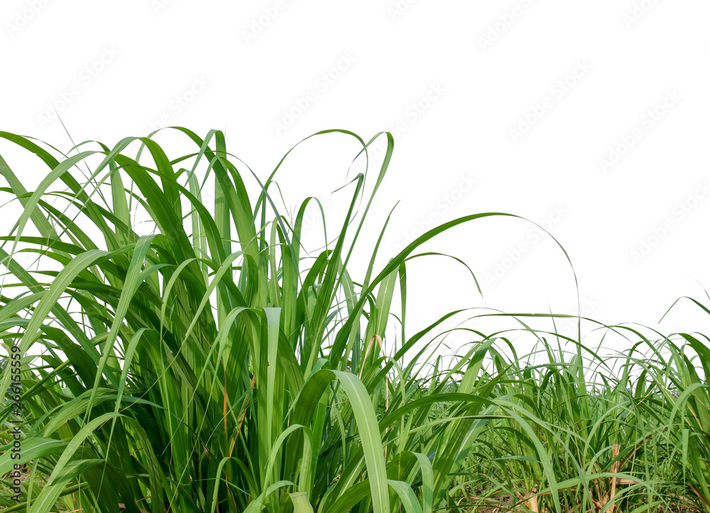 Poster sugar leaves on white background with clipping path