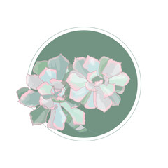 Echeveria.Succulents with a pink shade. Houseplants. Ornamental plants. Succulent icon.