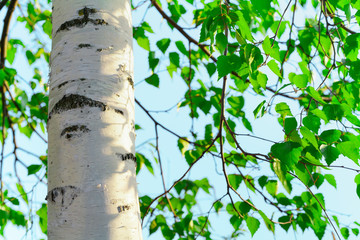 Birch trunk and branches with green leaves against blue sky outdoor in sunny day. Beautiful nature...
