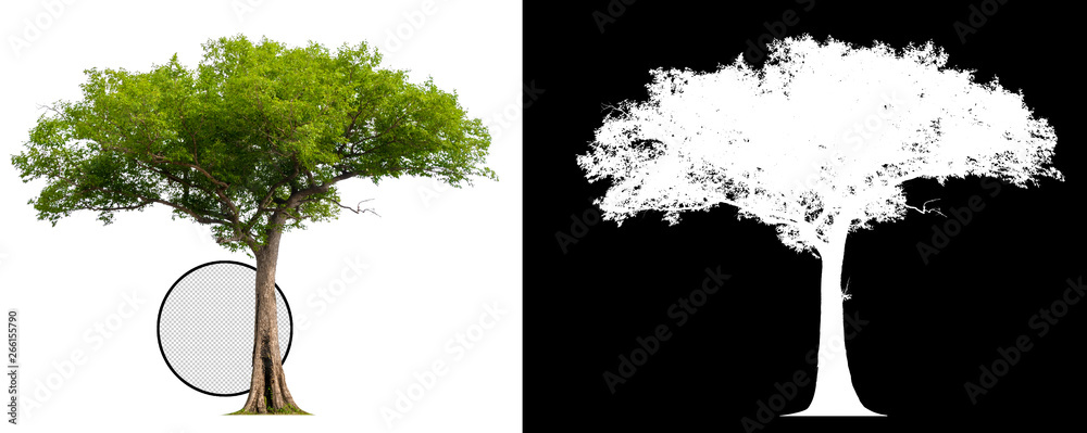 Poster single tree with clipping path and alpha channel