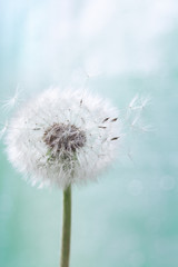 Single dandelion flower with flying feathers on light background. Beautiful nature poster.