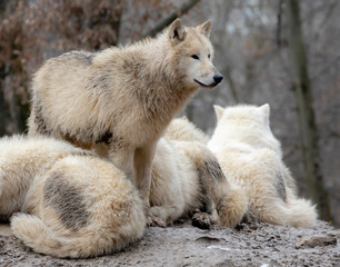 wolves in winter