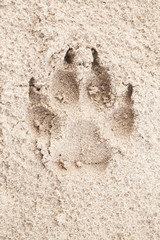 Dogs paw imprint on sand, close-up