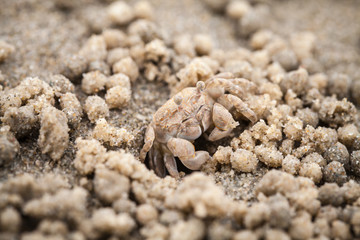 Sand bubbler crab or sand-bubbler, macro