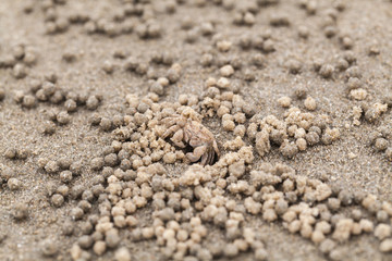 Sand bubbler crab or sand-bubbler, close up