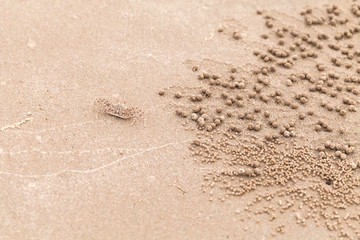 Sand bubbler crab or sand-bubbler