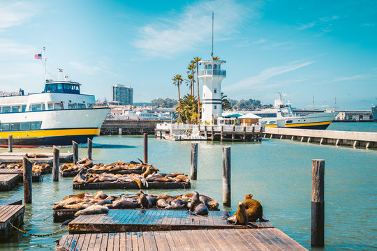 San Francisco Pier 39 with famous sea lions, California, USA
