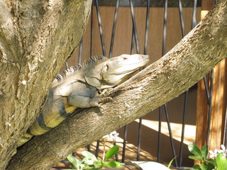 Iguana sitting on atree