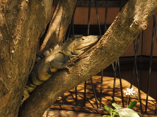 Iguana sitting on atree