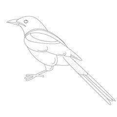 magpie bird,vector illustration, lining draw ,profile