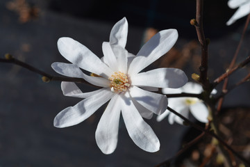 Star magnolia