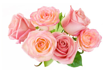 pink roses bunch isolated on white background