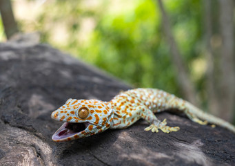 Tokay gecko clings into a tree on green blurred background